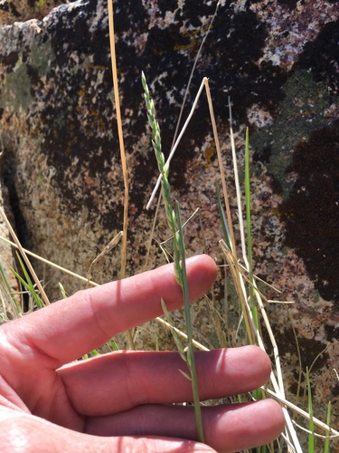 Image of Festuca kingii by (c) Martin Purdy, some rights reserved (CC BY)