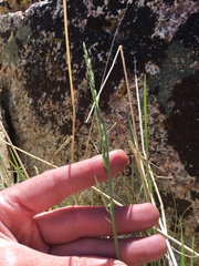 Festuca kingii