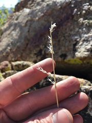 Festuca kingii