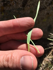 Festuca kingii