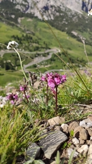 Pedicularis rostratocapitata