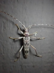 Elytrimitatrix undata
