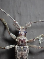 Elytrimitatrix undata