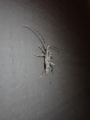 Elytrimitatrix undata