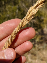 Festuca