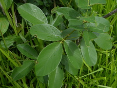 Clitoria arborescens