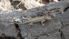 Sceloporus occidentalis becki