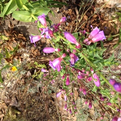 Glandularia lilacina