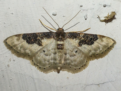 Idaea mustelata