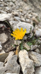 Scorzoneroides montana