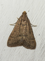 Bostra obsoletalis