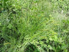 Carex stipata