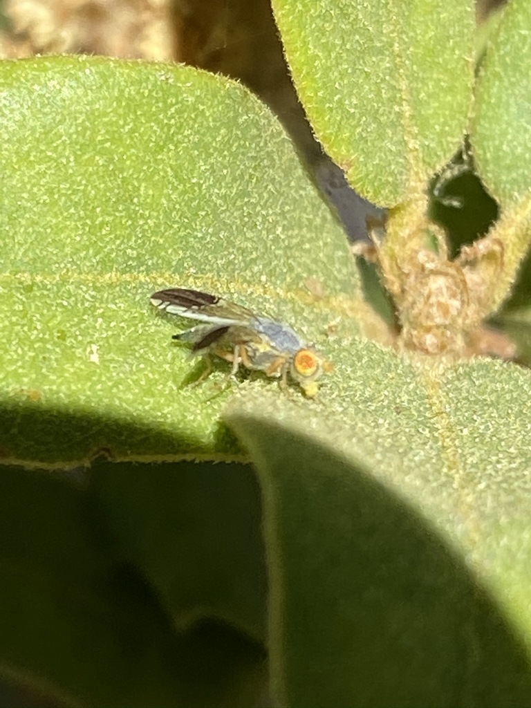 Trupanea conjuncta