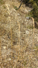 Festuca
