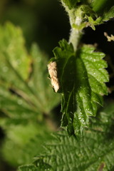 Blastobasis lacticolella