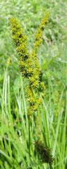 Carex stipata