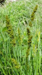 Carex stipata