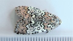 Cerma cora