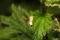 Blastobasis lacticolella