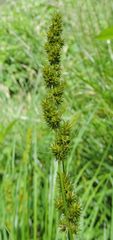 Carex stipata