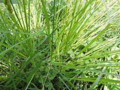 Carex stipata