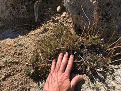 Eriogonum latens