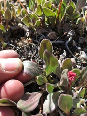Eriogonum latens