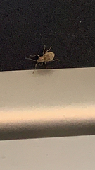 Calomycterus setarius