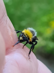 Bombus lucorum