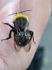 Bombus lucorum