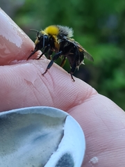 Bombus lucorum