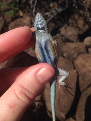 Sceloporus merriami
