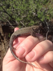 Sceloporus merriami