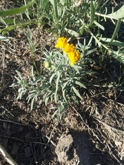 Picradeniopsis oppositifolia