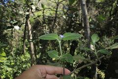 Coccocypselum lanceolatum