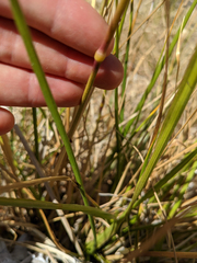 Festuca