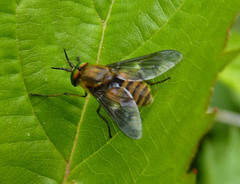 Chrysops frigidus