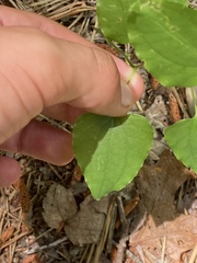 Dioscorea villosa