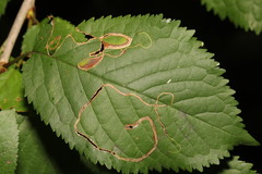 Lyonetia clerkella