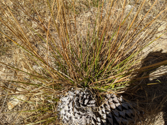 Festuca