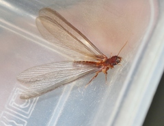 Zootermopsis nevadensis