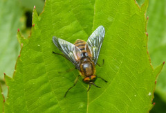 Chrysops frigidus