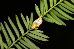 Cecidophyopsis psilaspis