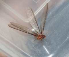 Zootermopsis nevadensis