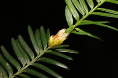 Cecidophyopsis psilaspis