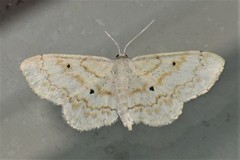 Idaea obfusaria