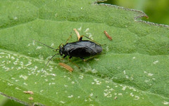 Slaterocoris