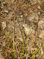 Festuca