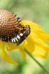 Bicyrtes capnopterus