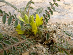Astragalus caprinus image